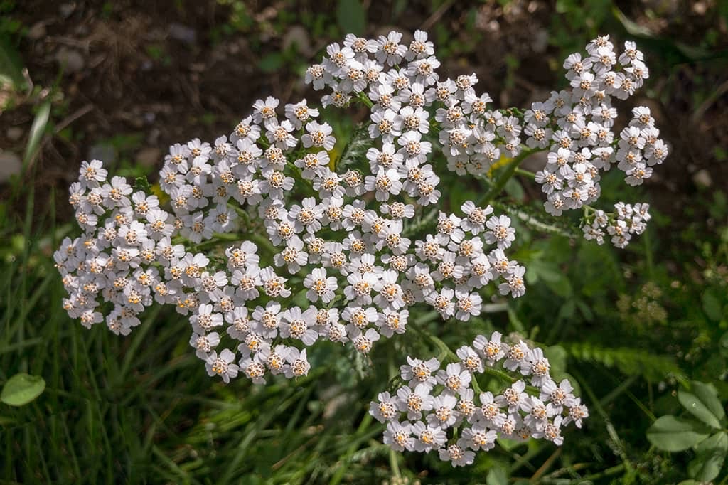 Die Schafgarbe ist Heilpflanze des Jahres – und Namensgeberin von Millefolia.ch